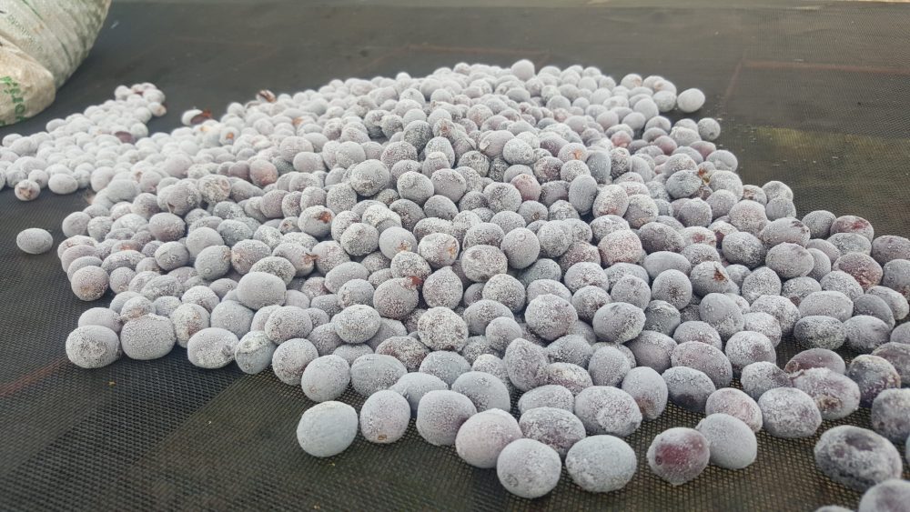 Frozen coffee cherries.